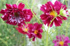 八重咲きのコスモス