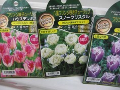 フリンジ咲きチューリップ