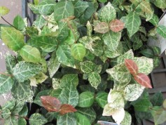 ハツユキカズラ