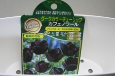 ダークカラーチューリップ　‘カフェノワール’