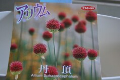 アリウム‘丹頂’