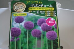 アリウム‘ギガンチューム’