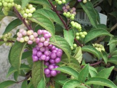 ムラサキシキブ