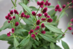 センニチコボウ