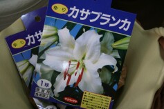 カサブランカの球根　人気の白です。