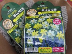 スイセンとムスカリの混合球根