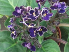 セントポーリア