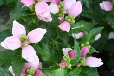 スピードリオン