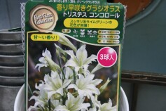 グラジオラスの球根