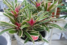 ネオレゲリア‘ファイヤーボール’