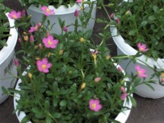 コマチリンドウ