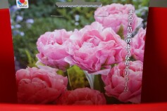 しゃくやく咲きチューリップ