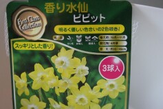 スイセン‘ピピット’