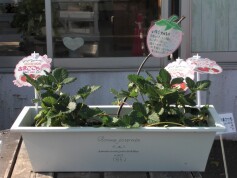 四季成り いちご‘あまごこち’