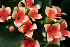 カランコエ’ピトン’