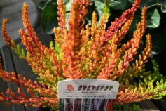 カルーナ‘ガーデンガールズ’