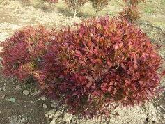 ドウダンツツジ