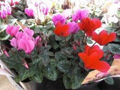 ガーデンシクラメン