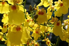 オンシジューム