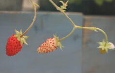 イチゴ大好き！