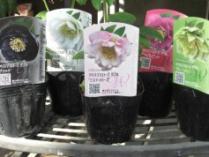 クリスマスローズ　ダブル