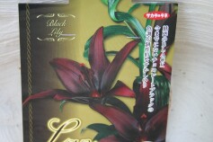 スカシユリ‘ランディーニ’