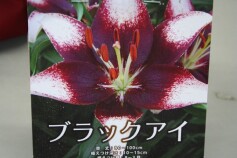 スカシユリ‘ブラックアイ’