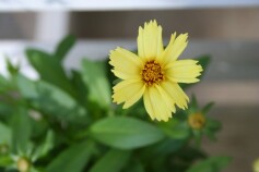 コレオプシス・ソランナ‘グロー’