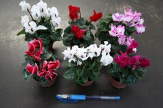 マイクロシクラメン