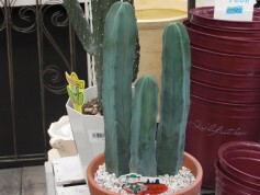 柱サボテン