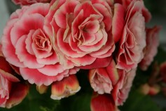 エラチオールベゴニア