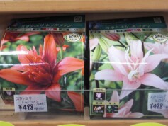 スカシユリ　球根