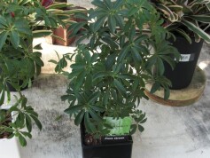 シェフレラ・コンパクタ