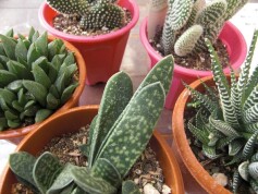 多肉　続々入荷