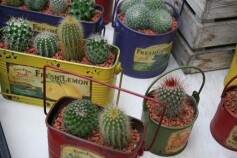 サボテン寄せ植え