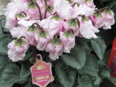 シクラメン‘カンパーナピンク®'