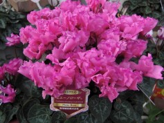 シクラメン‘ピエーノローザ®'