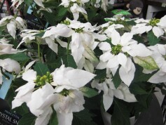 プリンセチア　‘クリスタル　スノー’