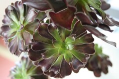 クロホウシ（黒法師）