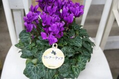 セレナーディア®‘アロマブルー’