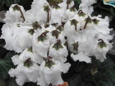 シクラメン‘カンパーナホワイト®’