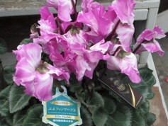 シクラメン‘エルフィンマーブル’