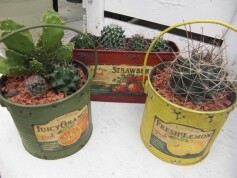 アンティーク缶の寄せ植え