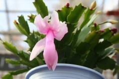 シャコバサボテン