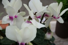 シクラメン‘ネオ ゴールデンガール’