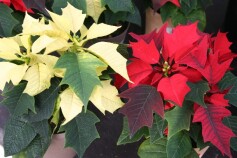 ミニポインセチア