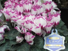 シクラメン‘ピエーノ’