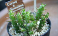 サボテンさん、多肉さんがおもしろい♪_❶