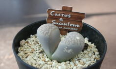 サボテンさん、多肉さんがおもしろい♪❷