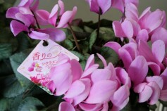芳香シクラメン